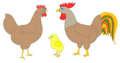 Hen, rooster and chicken on a white background. Good picture for a site about animals, poultry and farm. Color vector illustration.