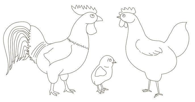 Hen , rooster and chicken on a white background. A good picture for a site about animals, poultry and a farm. Vector illustration.