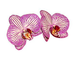 Fototapeta premium Beautiful pink orchid isolated on a white background