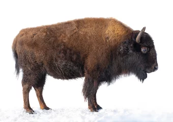 Outdoor kussens bizon staat in de sneeuw geïsoleerd op een witte achtergrond. © fotomaster