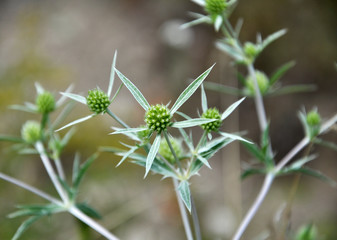 In nature, thistle grows Eryngium campestre