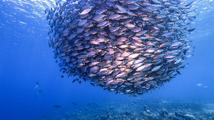 Bait ball / school of fish in turquoise water of coral reef  in Caribbean Sea / Curacao