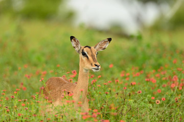 Naklejka na ściany i meble Impala antelope in the wilderness of Africa