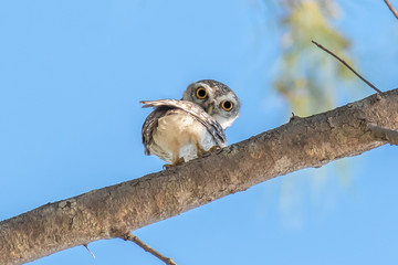 Small spotted owlet on tree branch.