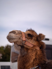 Camels near Goreme national park, Cappadocia, Turkey