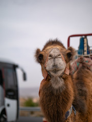Camels near Goreme national park, Cappadocia, Turkey