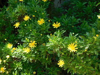 Obraz premium field of yellow flowers in the forest