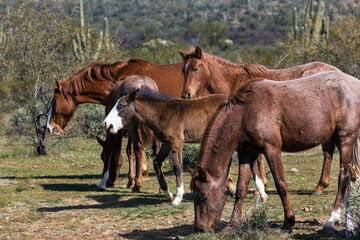 Salt River Wild Horses