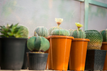 Astrophytum asterias cactus and flower in pot