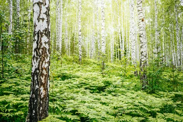 Poster Groene varens in berkenbos. Natuurlijke buitenachtergrond, selectieve focus © Vitaliy Kaplin