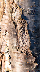 Rough structures of tree bark in sunlight.
