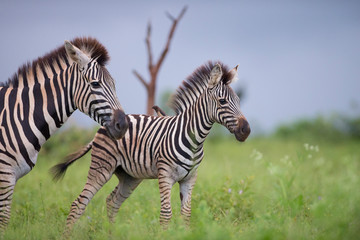 Fototapeta na wymiar Zebra in the wilderness, zebra foal