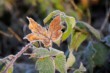 Autumn leaves with frost 