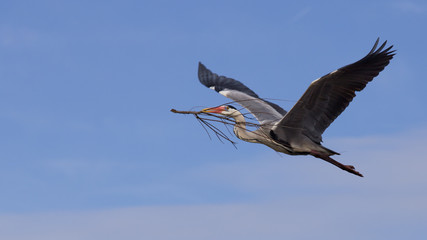 Grey heron