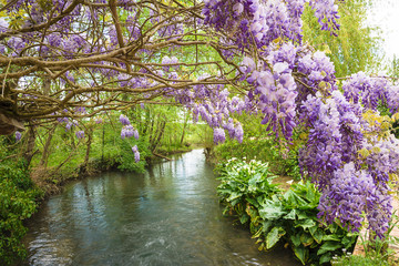 Fototapeta premium Beautiful blooming purple wisteria above the river landscape