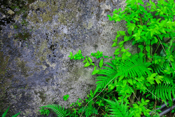 Grunge grey rock wall with green fresh tropical foliage plants background. Natural stone with fern leaves.