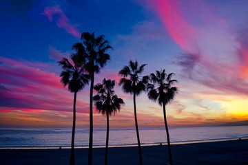 Palm trees lined up against a sunset background