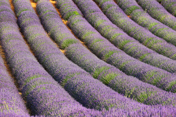 Naklejka na ściany i meble Lavender field in Saint Jurs, Provence, France