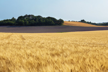 View of wheat field with lavender field at background , Provence, France © estivillml