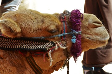 Close up of a camel in Petra archeological site, Jordan
