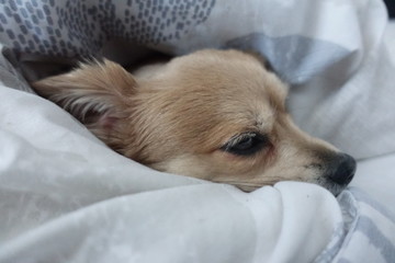Cute sleepy doggy in the morning