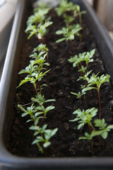 Seedlings flowers marigolds in a box on the windowsill.