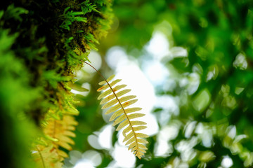 Fern plants in tropical forest of national park, Chiaingmai, Thailand