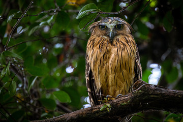 Buffy fish owl in rain