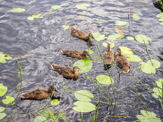 Duck with ducklings in the lake. Karelia