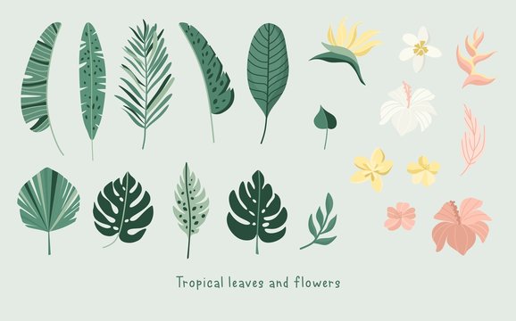 Tropical leaves and flowers collection. Vector summer illustration. Greenery, palm leaves, banana leaf, hibiscus, plumeria flowers.