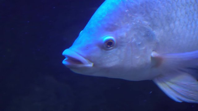 Slowly and thoughtfully swims Giant Albino Pacu Fish