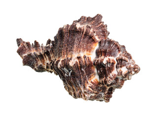 dried dark brown shell of muricidae mollusk cutout