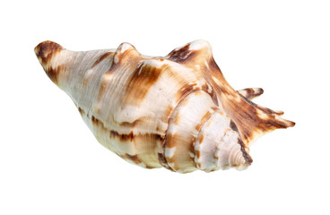 dried conch of muricidae snail cutout on white