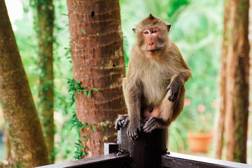 mokey sit on tree stump