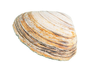 dried yellow striped seashell of clam cutout