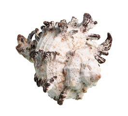dried shell of white muricidae mollusk cutout