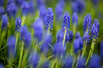 Blue Muscari flowers, one of the first to bloom in the early spring