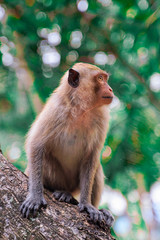 monkey on the tree with beautiful bokeh background