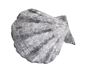 dried gray shell of scallop cutout on white
