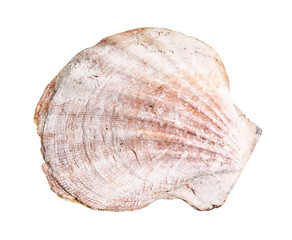 dried shell of escallop cutout on white