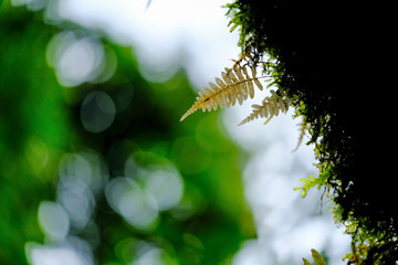 Fern leaf on tree in tropical forest with bokeh background