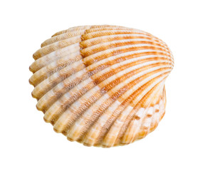 dried shell of cockle cutout on white