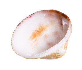 dried empty shell of clam cutout on white