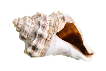 dried empty shell of whelk mollusk cutout on white
