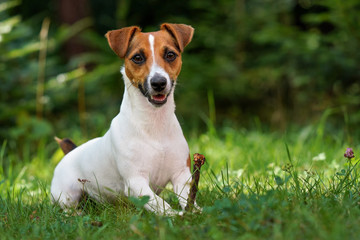 Jack Russell terrier dog sitting in fresh green grass, holding small twig in her paws, mouth half open, blurred trees background