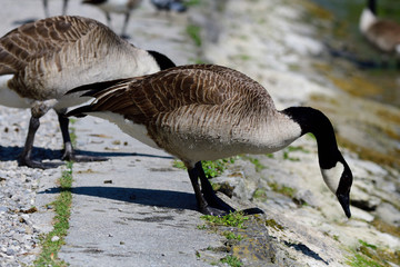 Kanadagänse (Branta canadensis)	