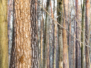 larch tree trunk illuminated by sun in forest