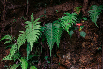 Green fern growing in the Sri Lanka tropical forest. Natural background.