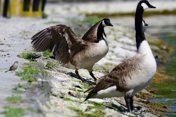 Kanadagänse (Branta canadensis)	