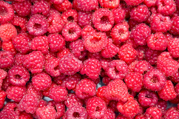 raspberry texture background. red ripe fresh berries